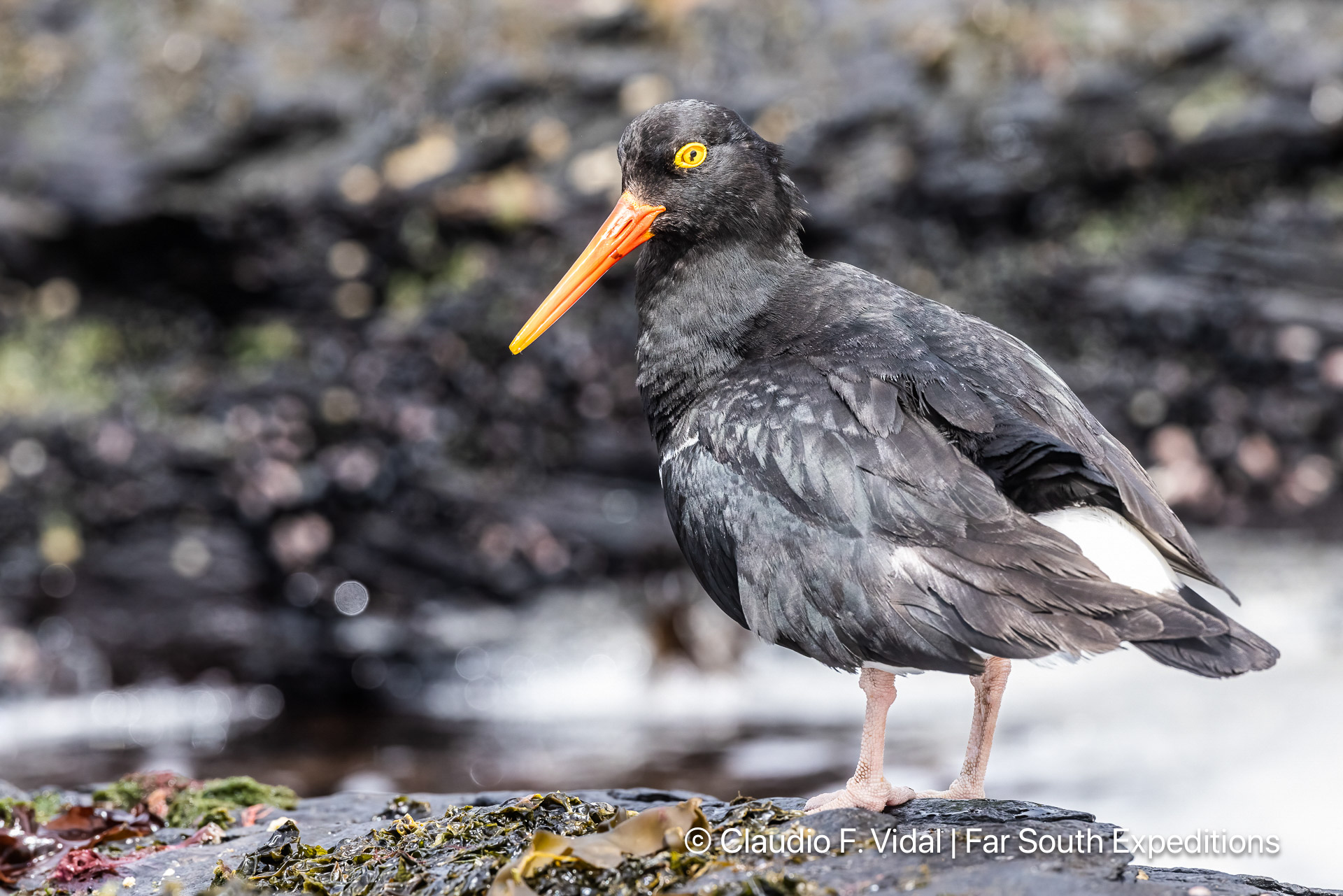 magellanic oystercatcher