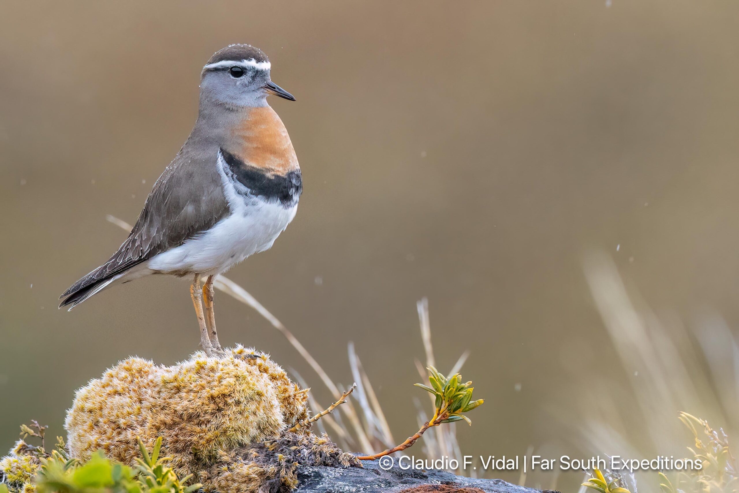 rufous chested dotterel