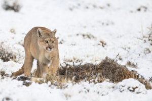 Patagonian Puma, Puma concolor patagonica