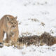 Avistamiento de Pumas en Invierno – Paisajes, aventura y naturaleza