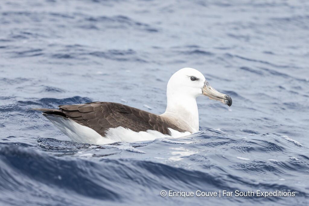 Black-browed Albatross, Thalassarche melanophris