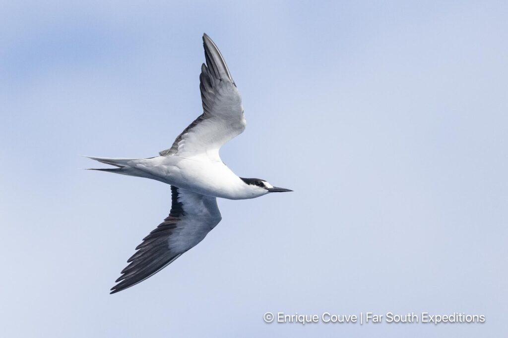 sooty tern onychoprion fuscatus