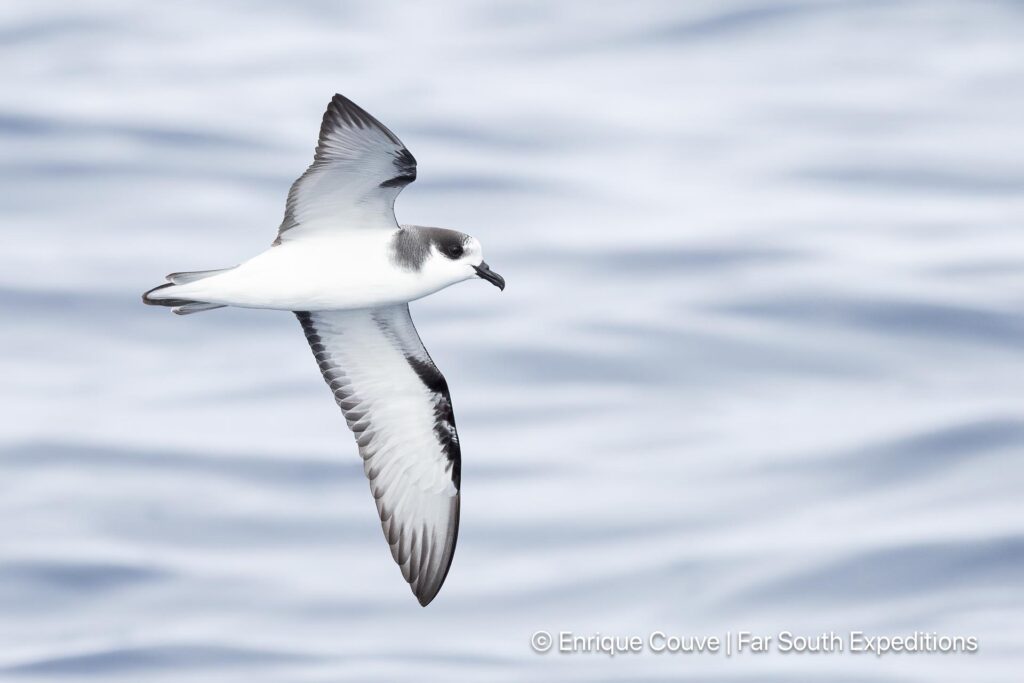 stejneger&#039;s petrel pterodroma longirostris