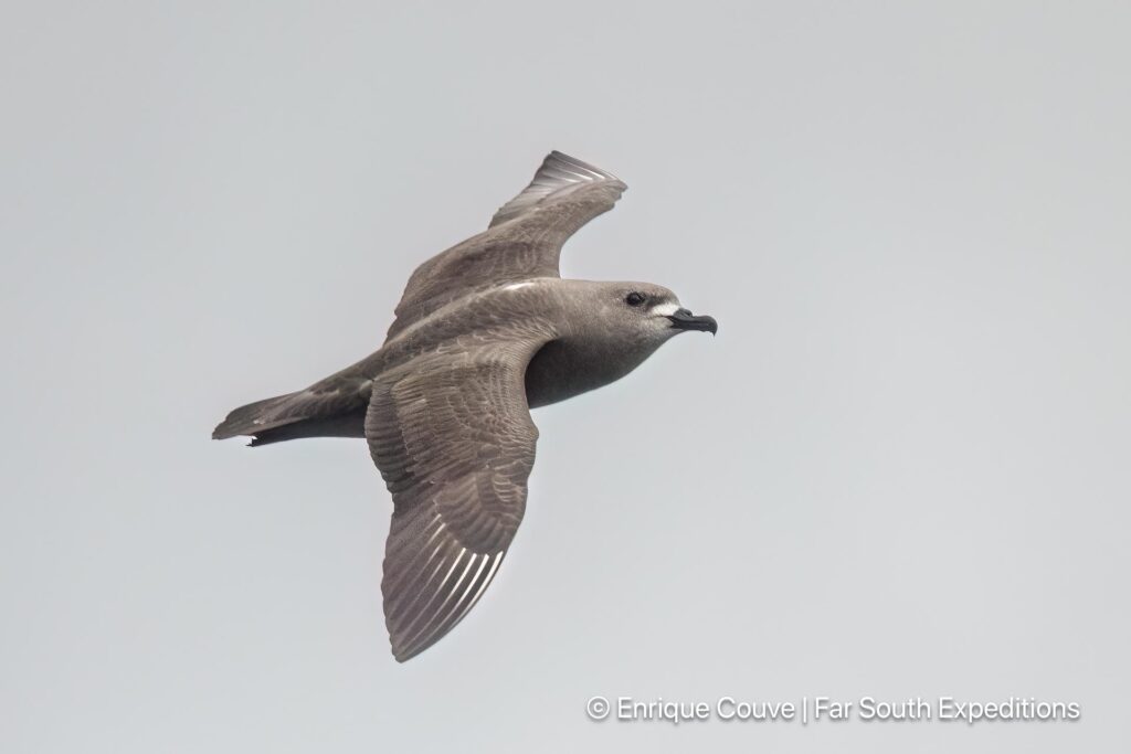 kermadec petrel pterodroma neglecta