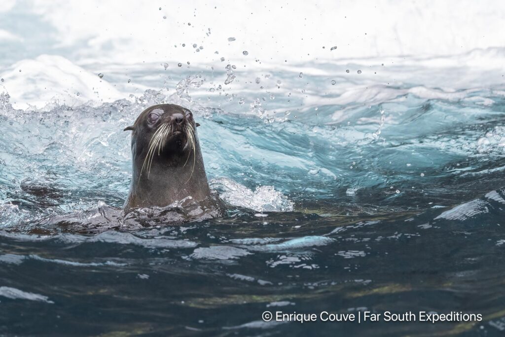 juan fernandez fur seal arctophoca philippii