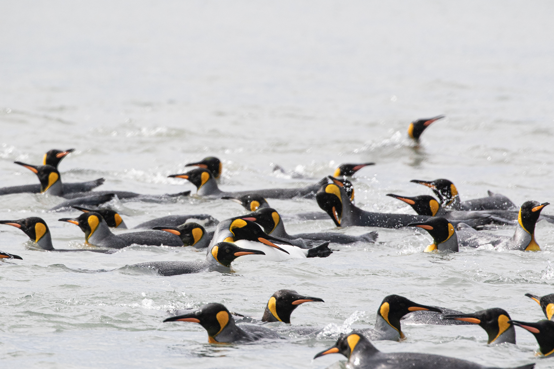 King Penguin, Aptenodytes patagonicus