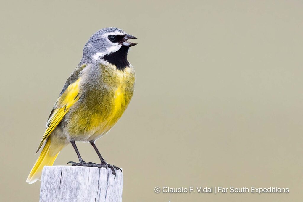 white-bridled finch, melanodera melanodera