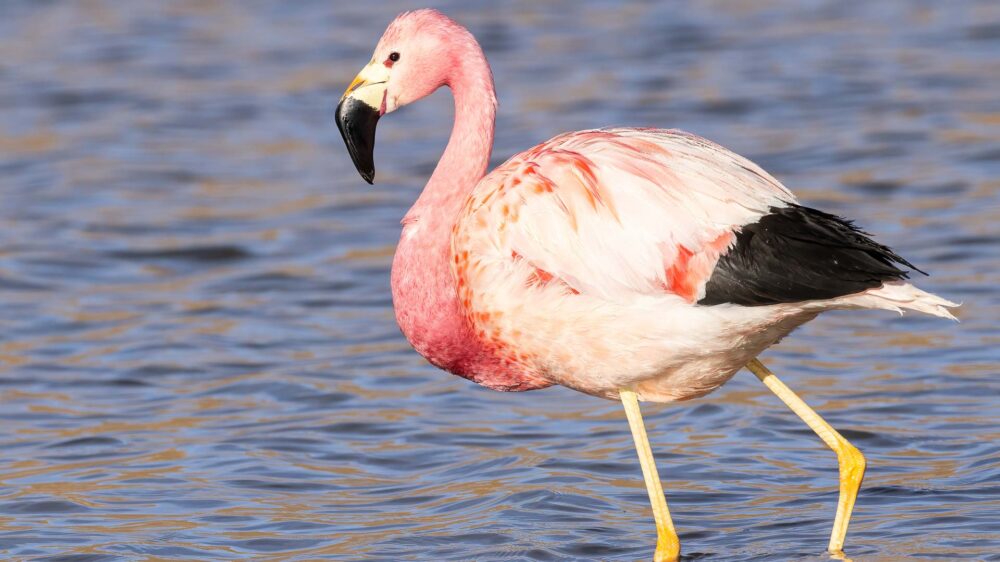 andean flamingo, phoenicoparrus andinus