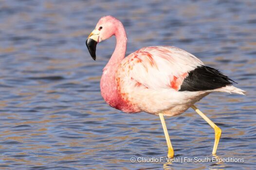 andean flamingo, phoenicoparrus andinus