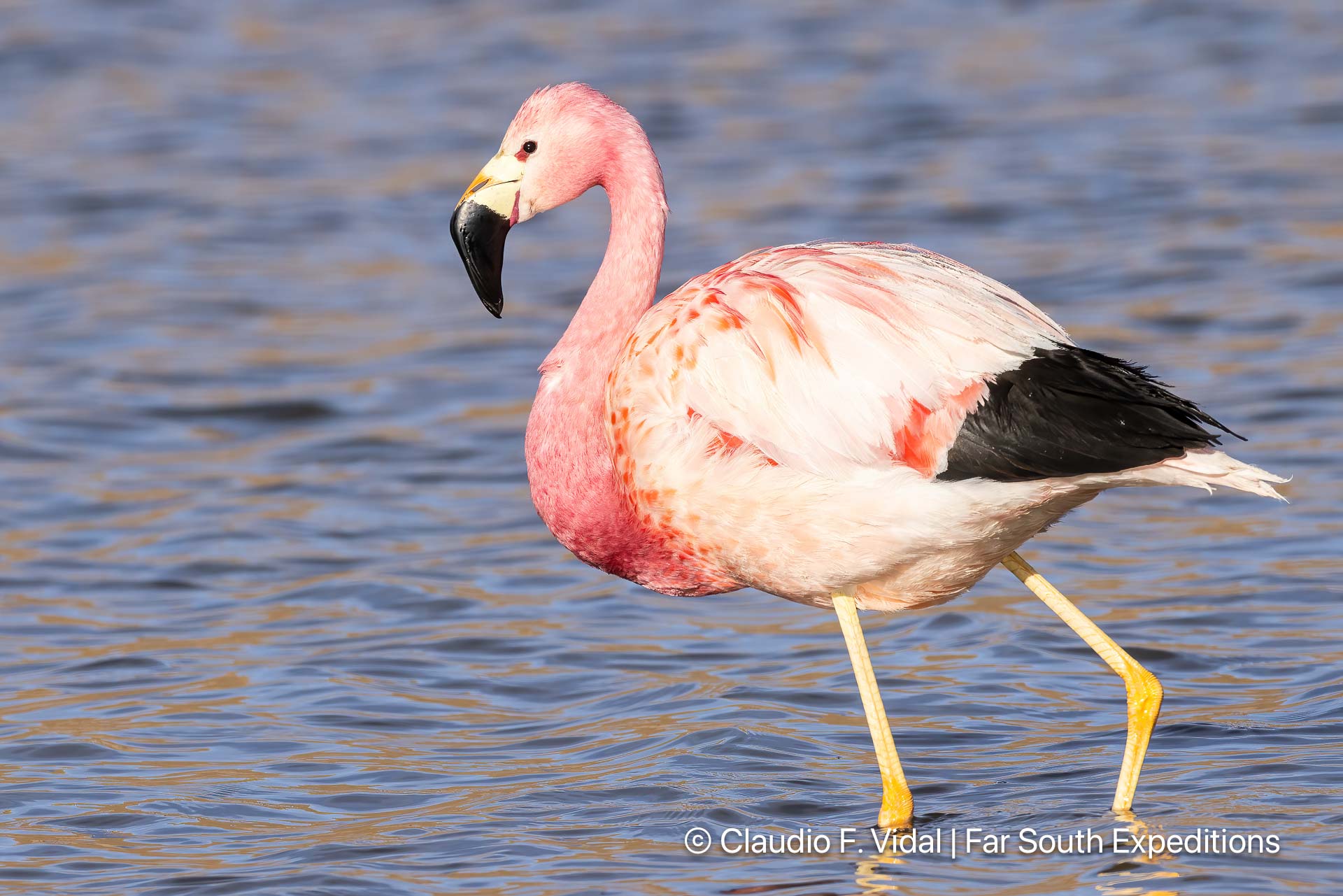 andean flamingo, phoenicoparrus andinus