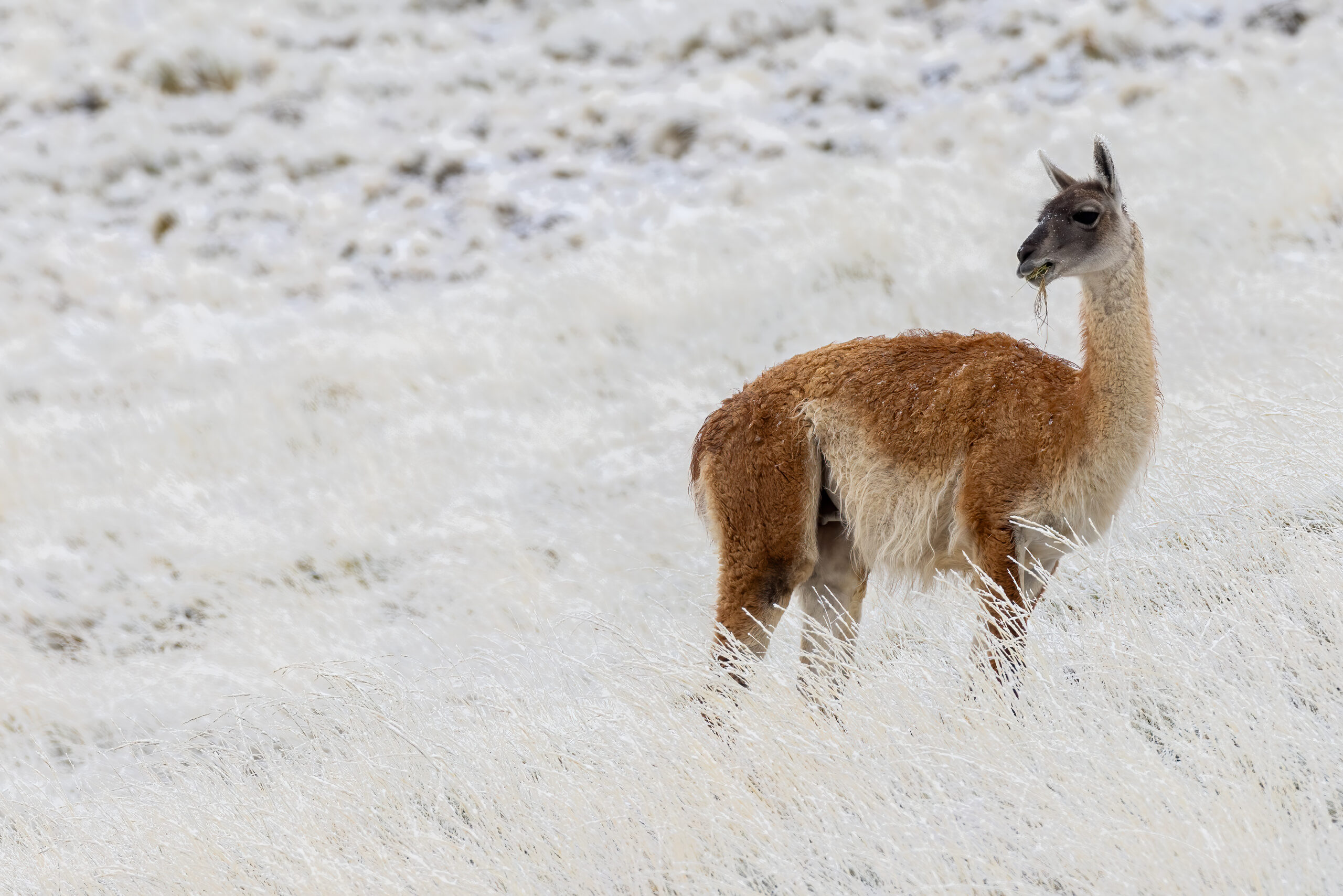 Guanaco, Sierra Baguales