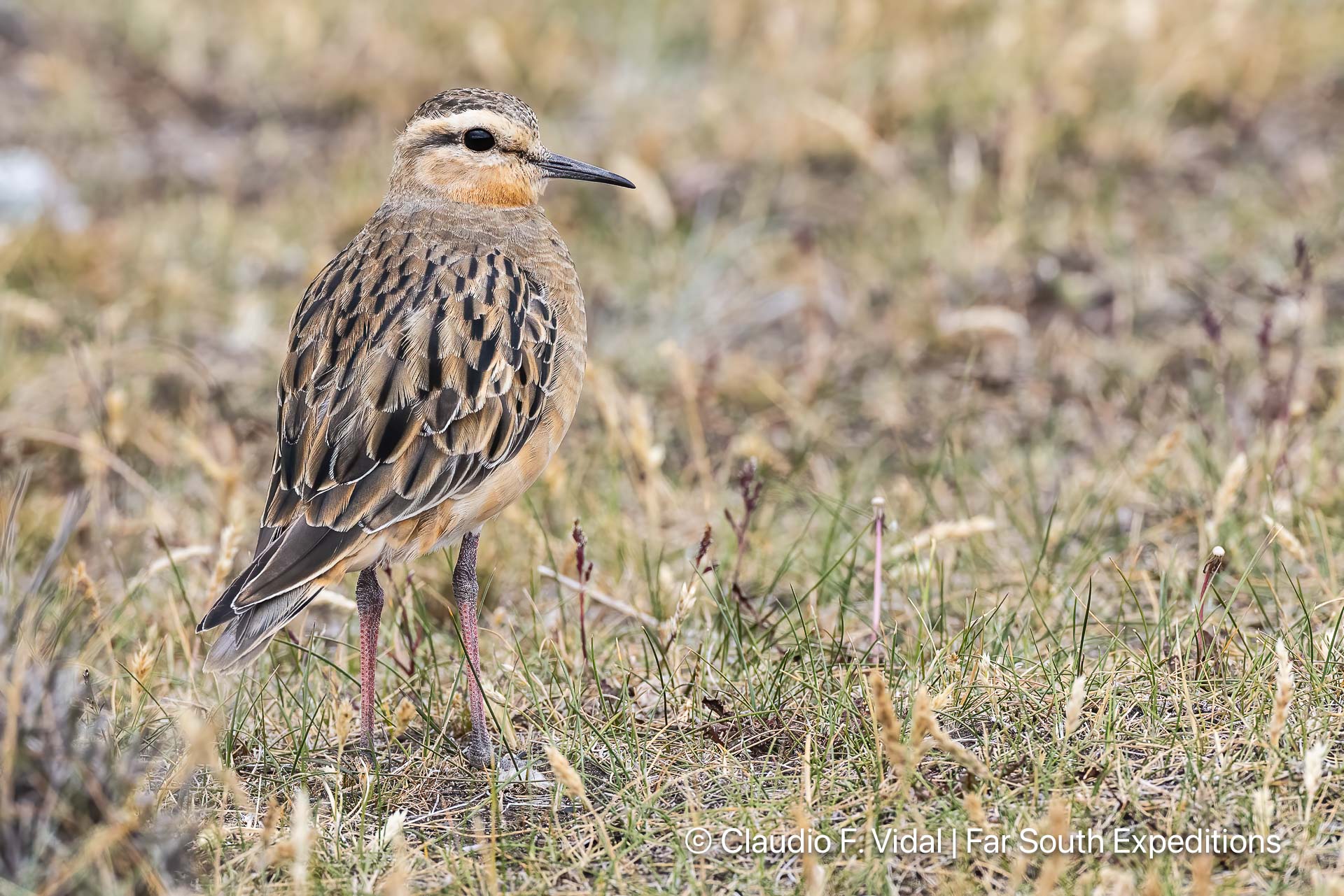 tawny-throated dotterel