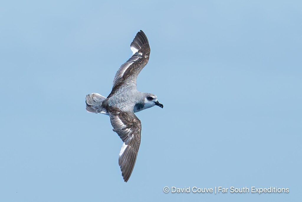 de filippi&#039;s petrel, pterodroma defilippiana