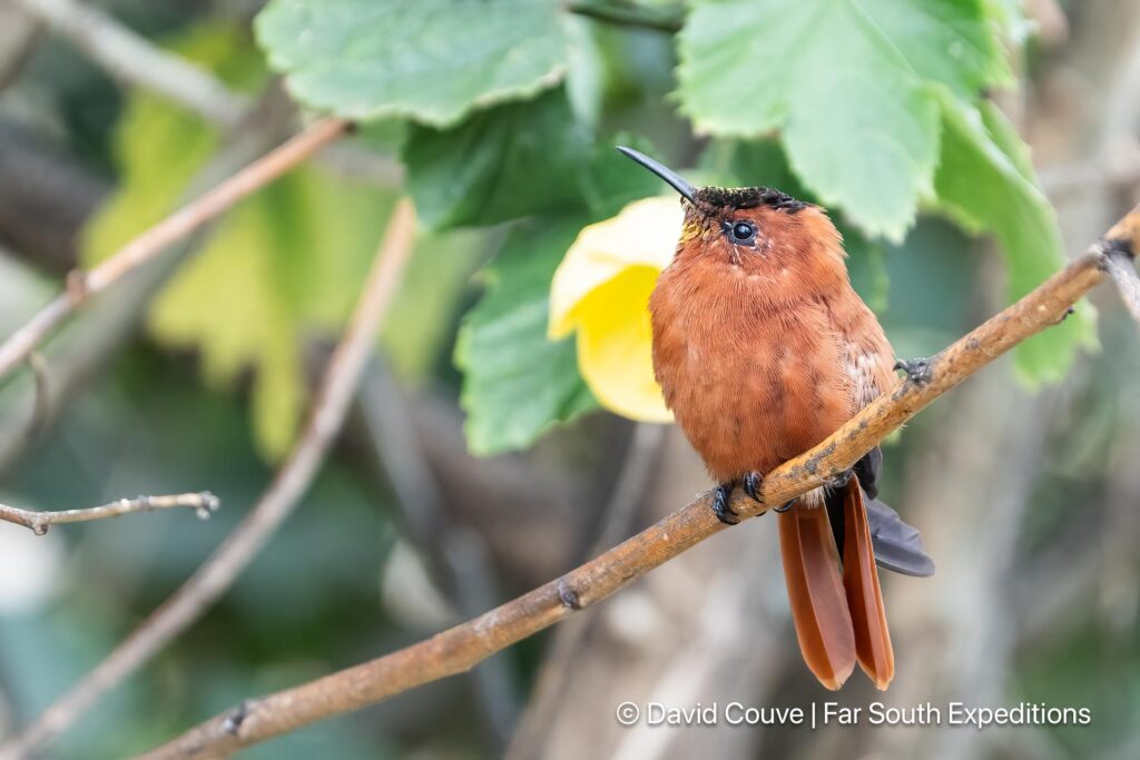 juan fernandez firecrown sephanoides fernandensis