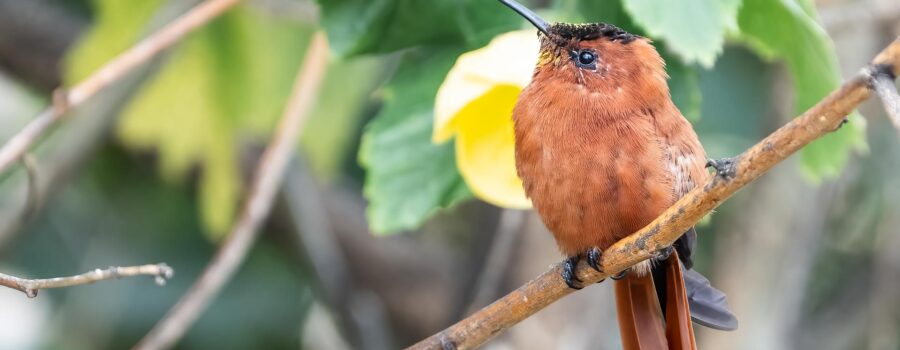 juan fernandez firecrown sephanoides fernandensis