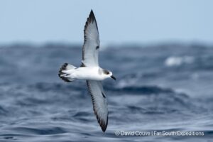 juan fernandez Petrel pterodroma externa