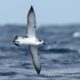 Juan Fernández Petrel – the Star of our 2026–2027 Catalogue