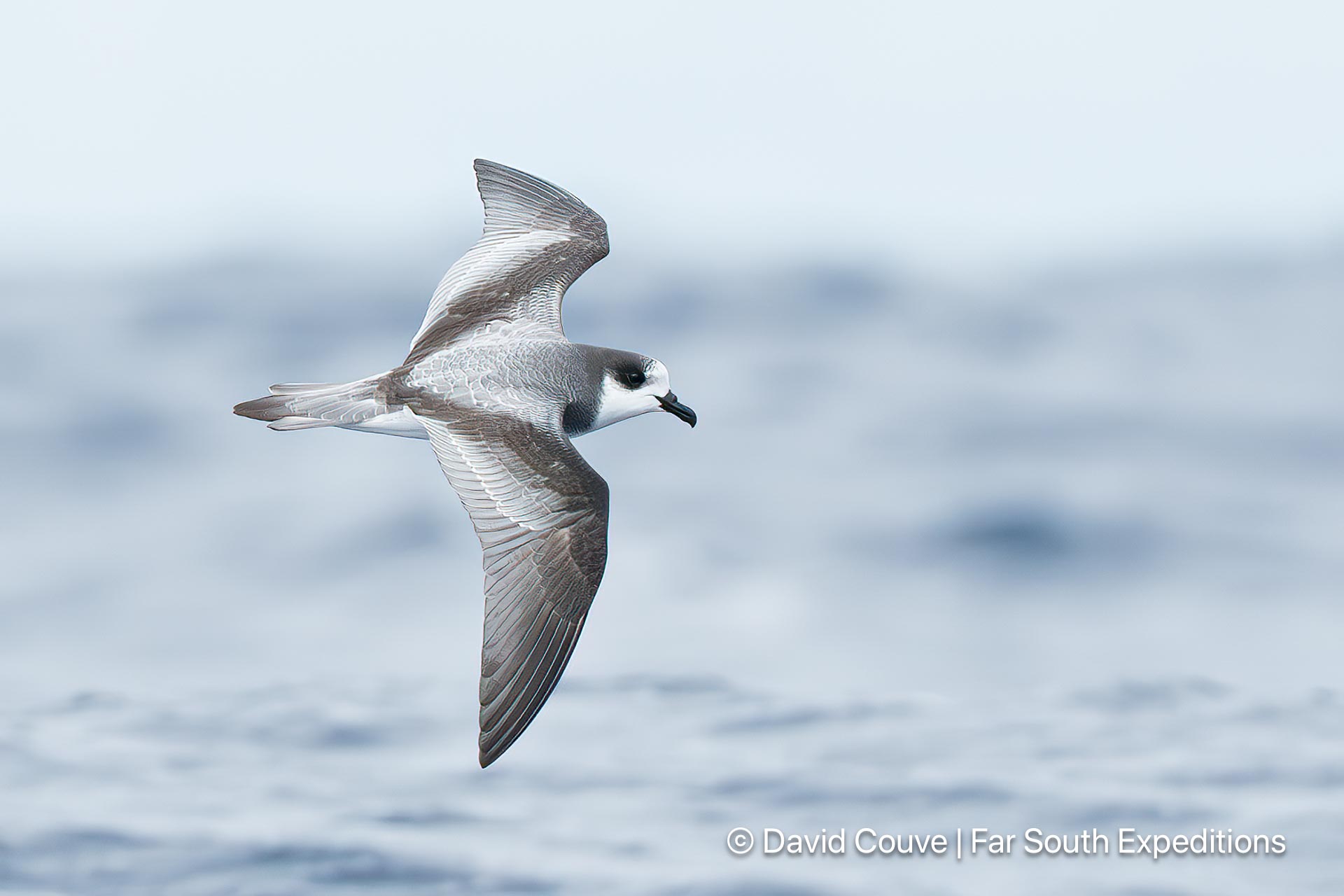 stejneger's petrel pterodrodroma longirostris