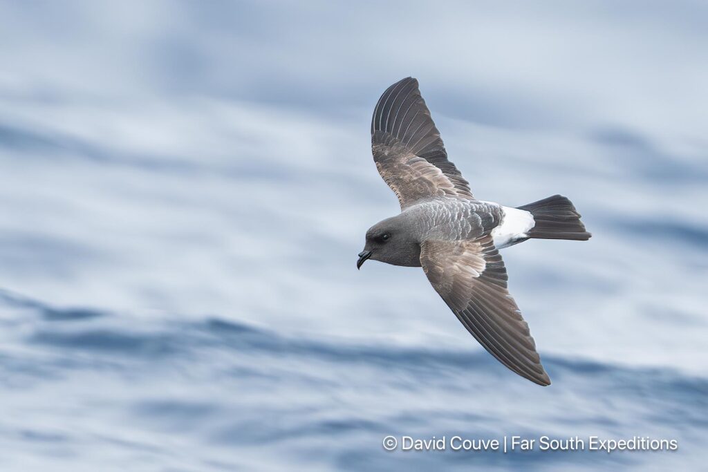 white-bellied storm-petrel, fregetta grallaria