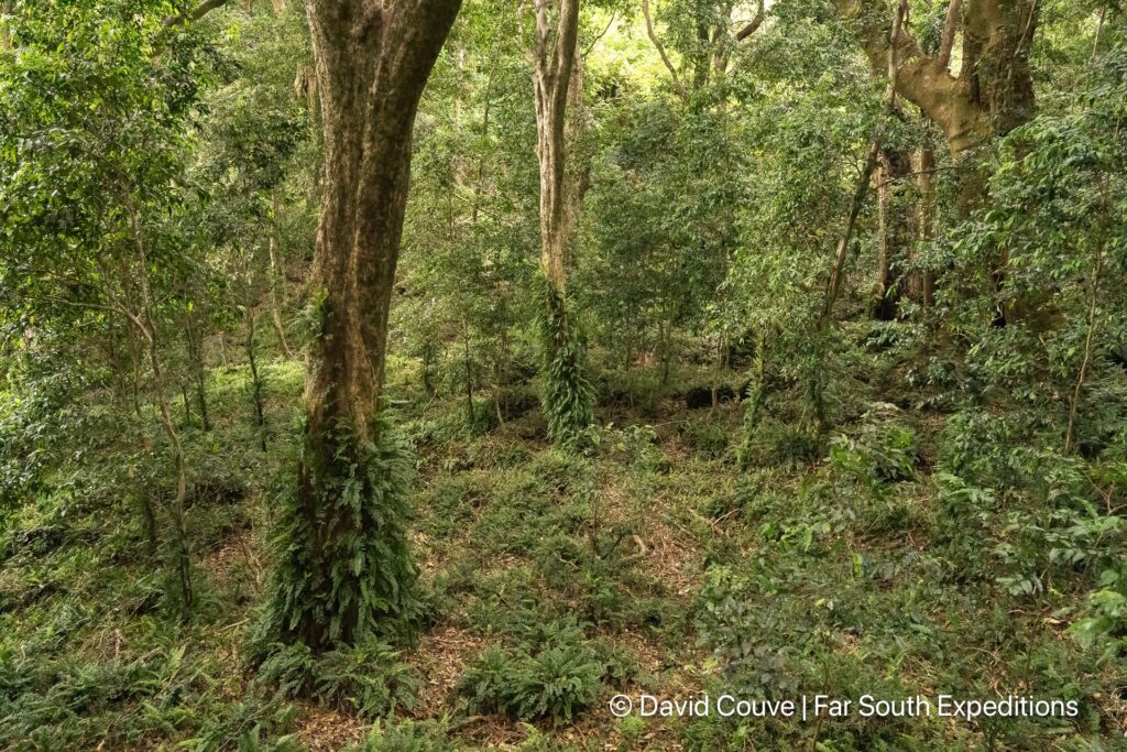 fernandezian forests juan fernandez