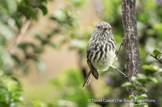 juan fernandez tit-tyrant, anairetes fernandezianus