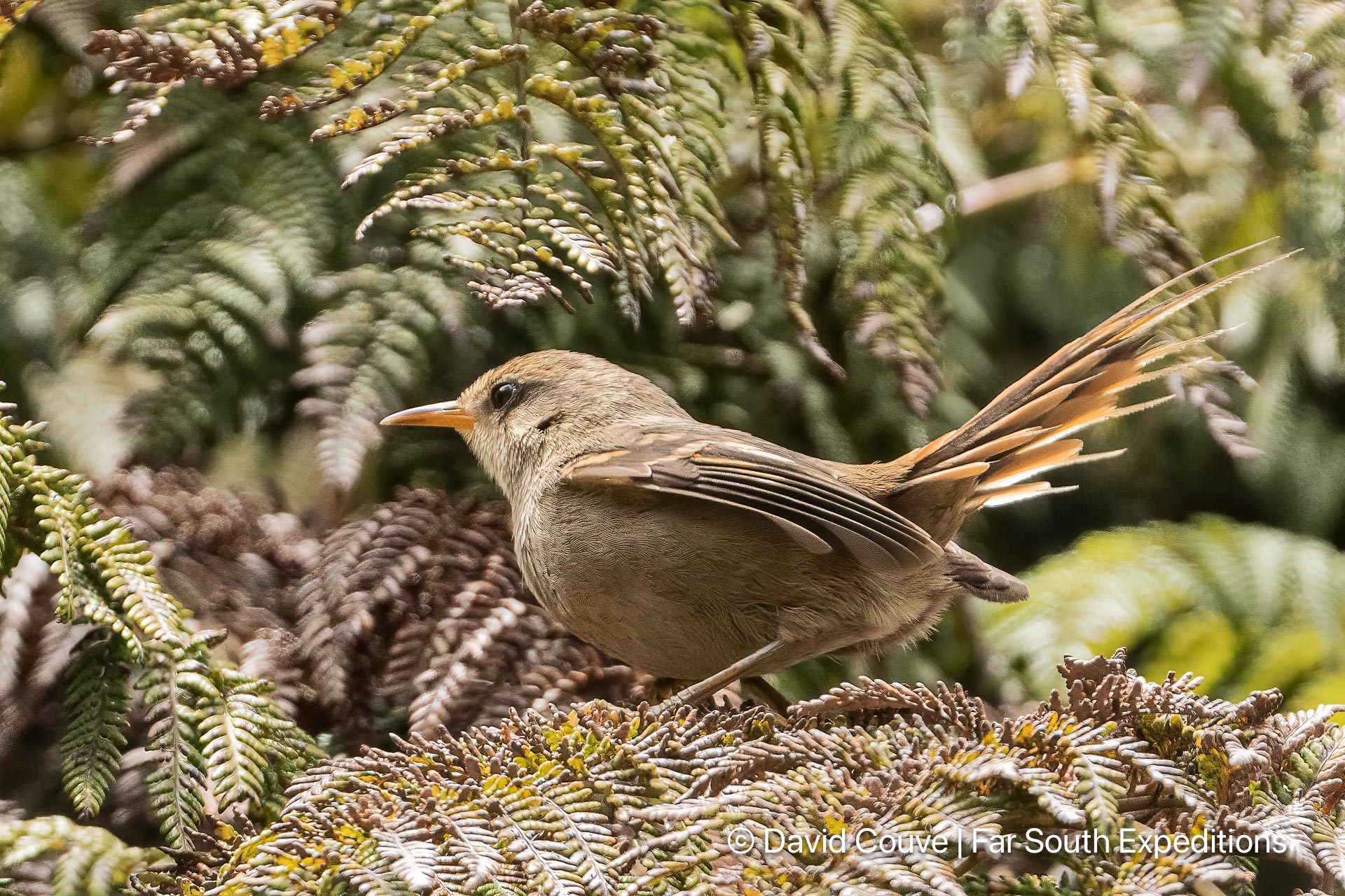 masafuera rayadito aphrastura masafuerae
