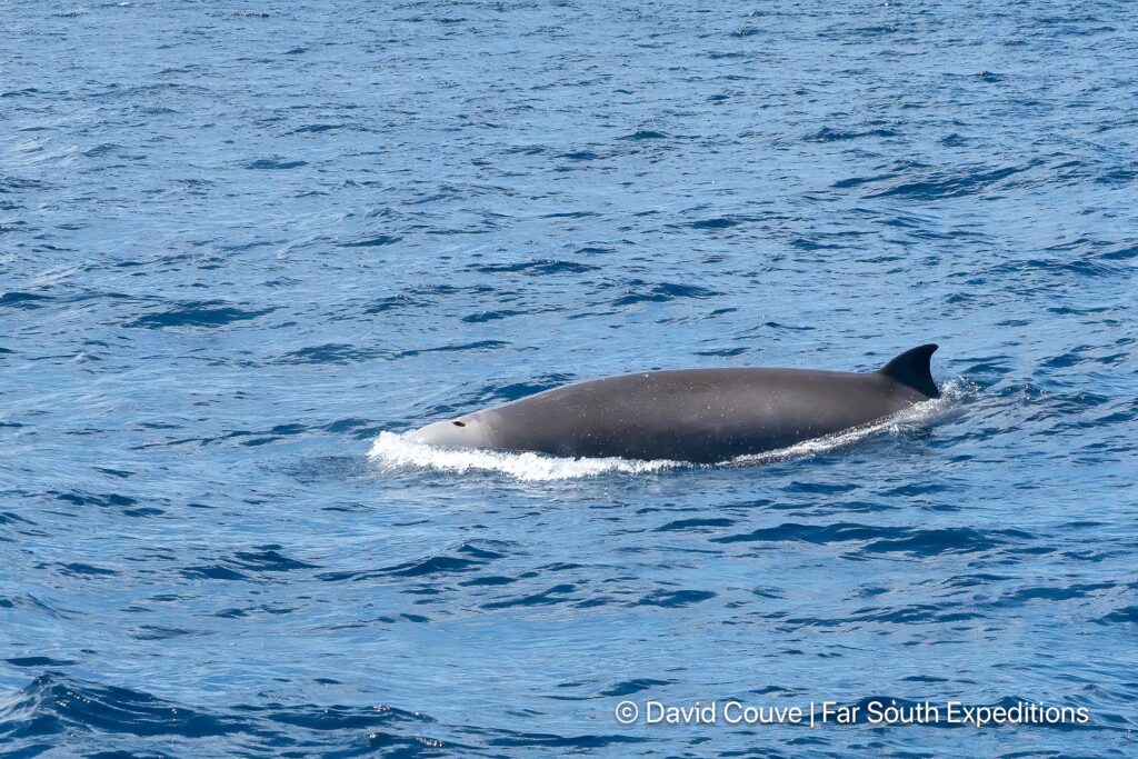 shepherd&#039;s beaked whale, Tasmacetus shepherdi