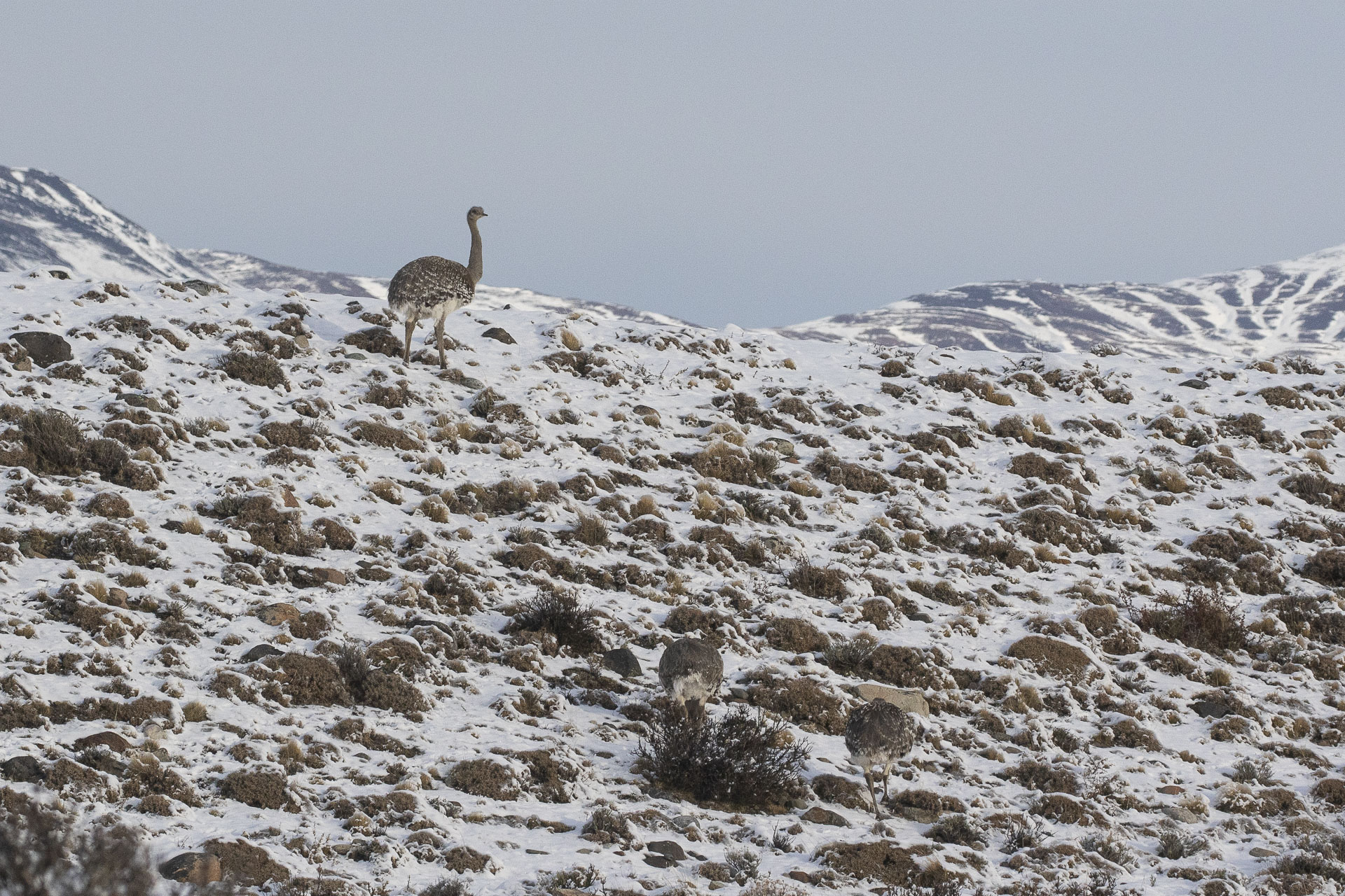 Ñandu, Lesser rhea