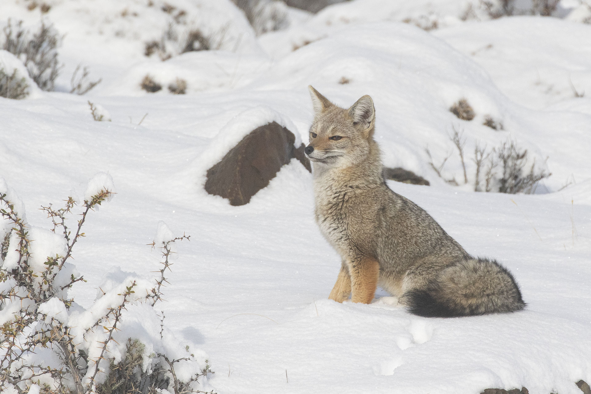 South American gray fox