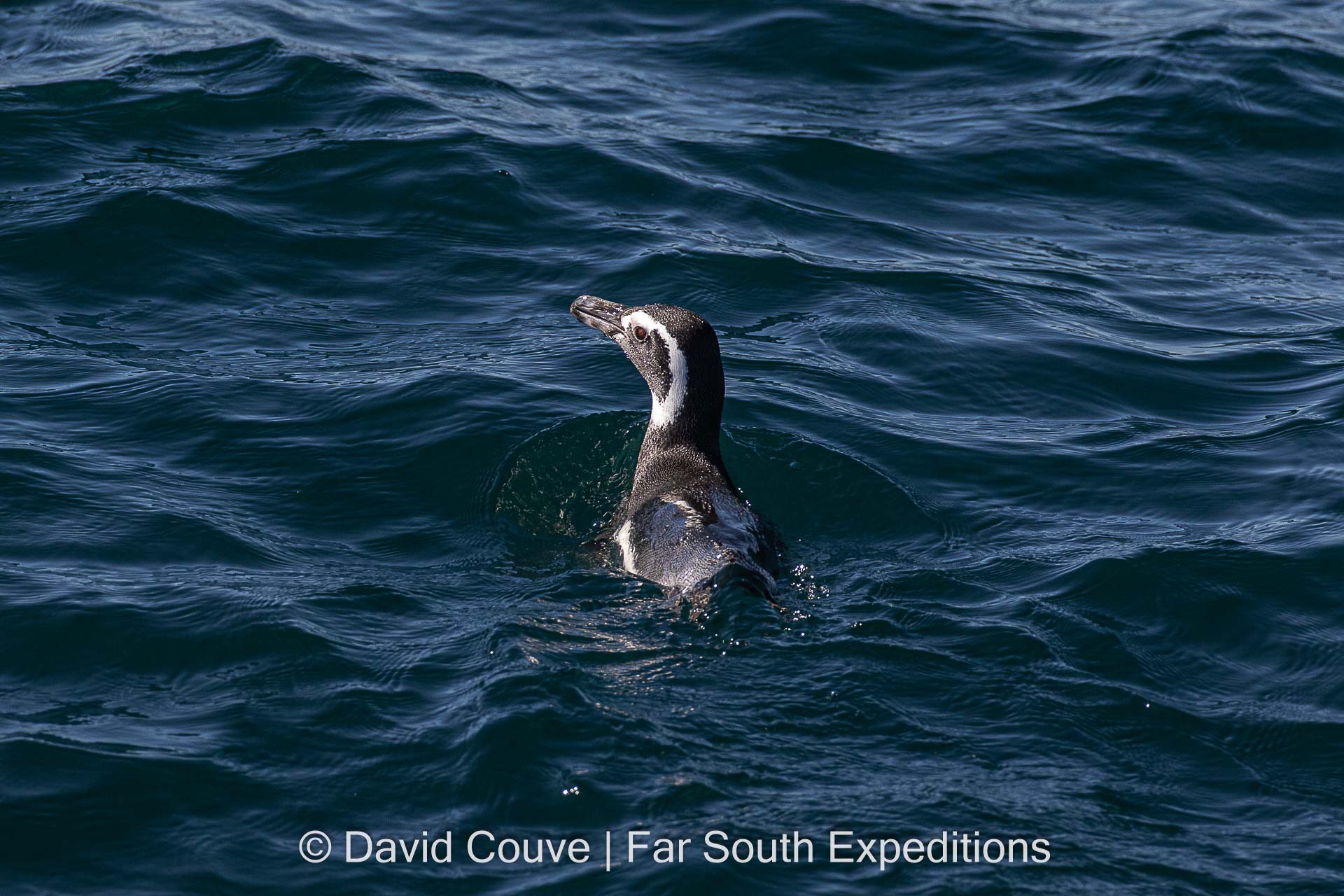 Magellanic Penguin, Spheniscus magellanicus