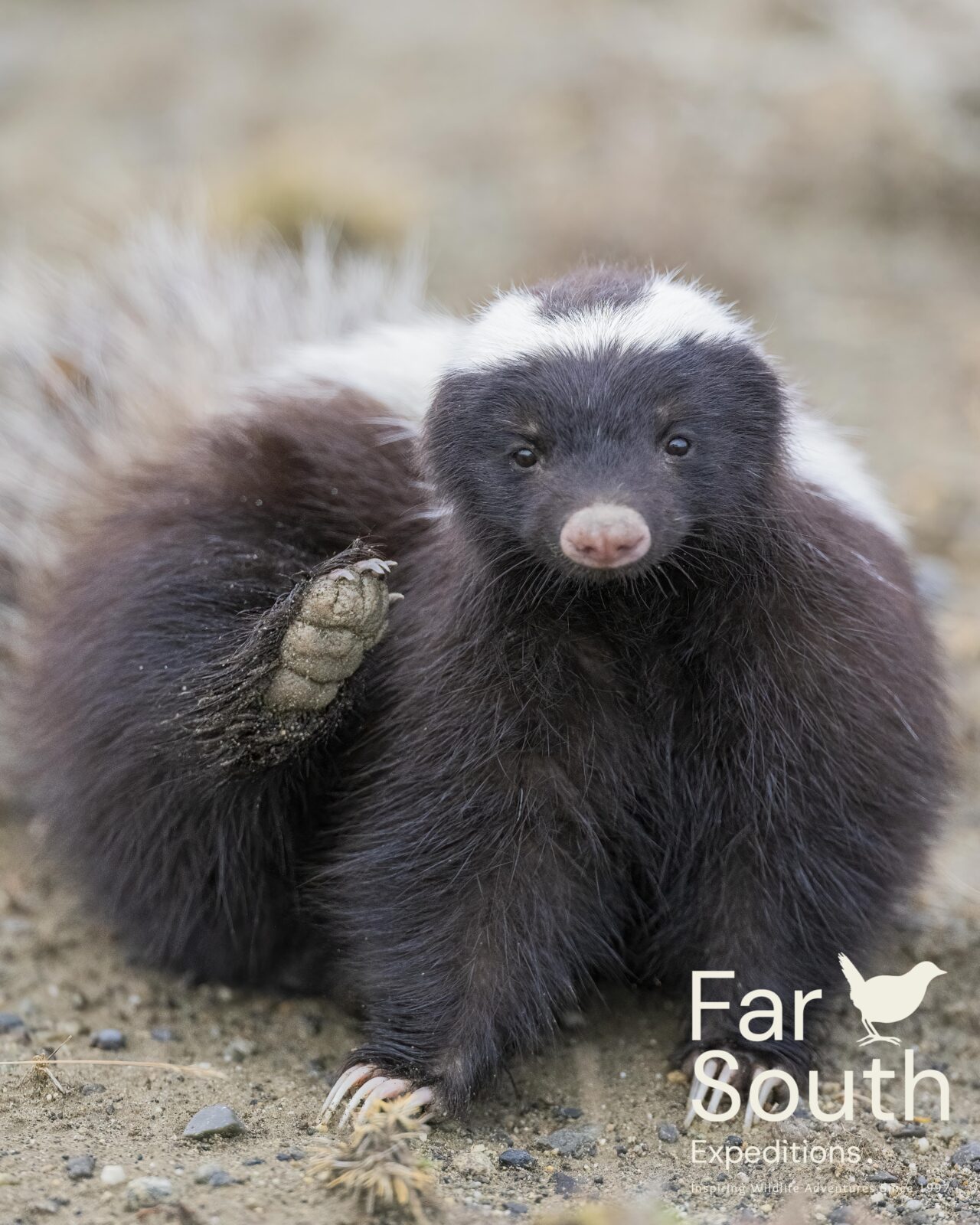 pali aike hiking nature tour punta arenas