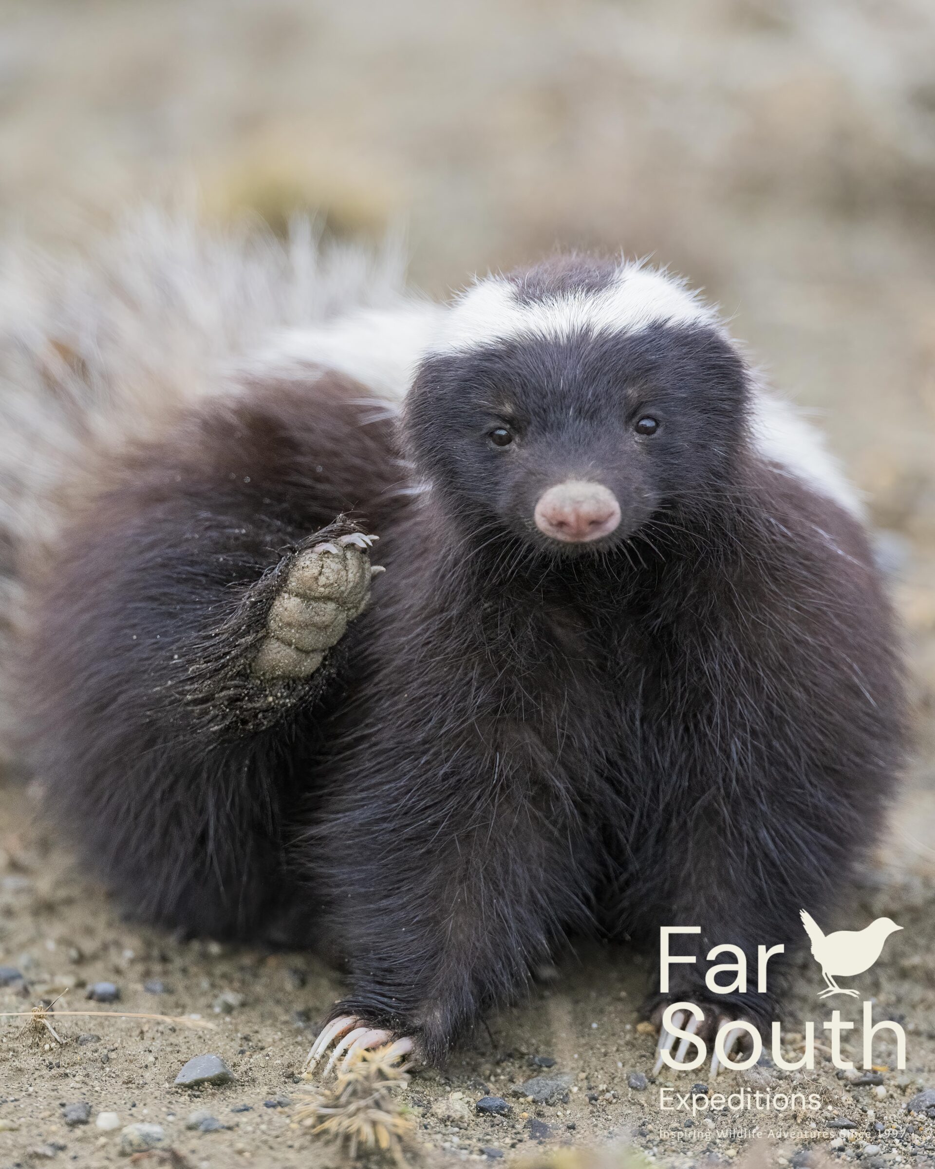 pali aike hiking nature tour punta arenas