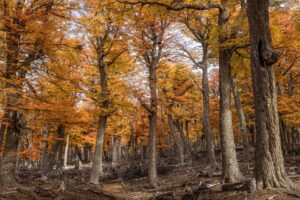 Northern Patagonia, Aysen