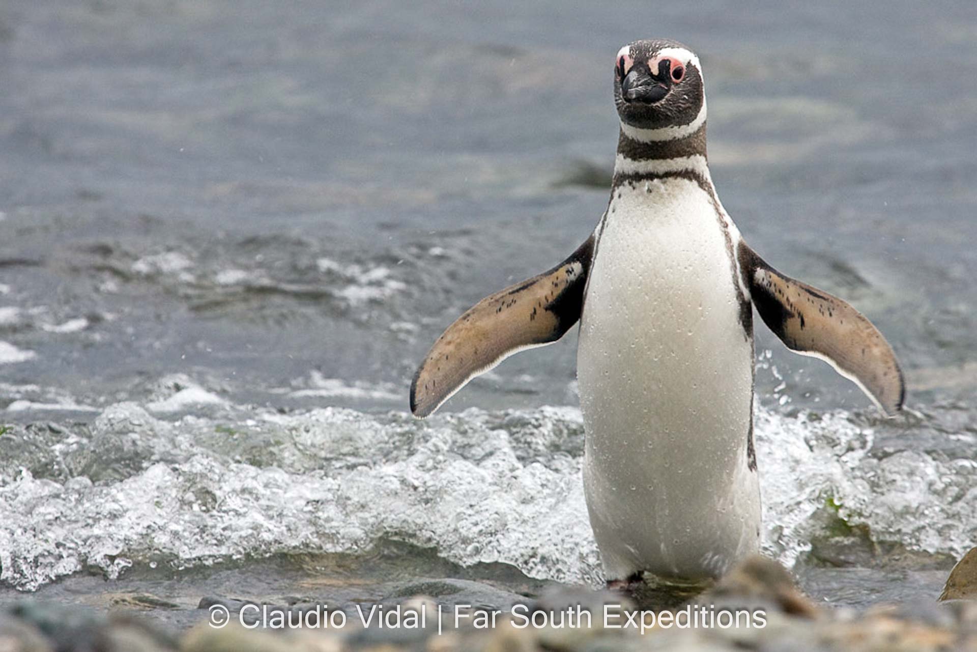 Magellanic Penguin, Spheniscus magellanicus, Patagonia, Chile