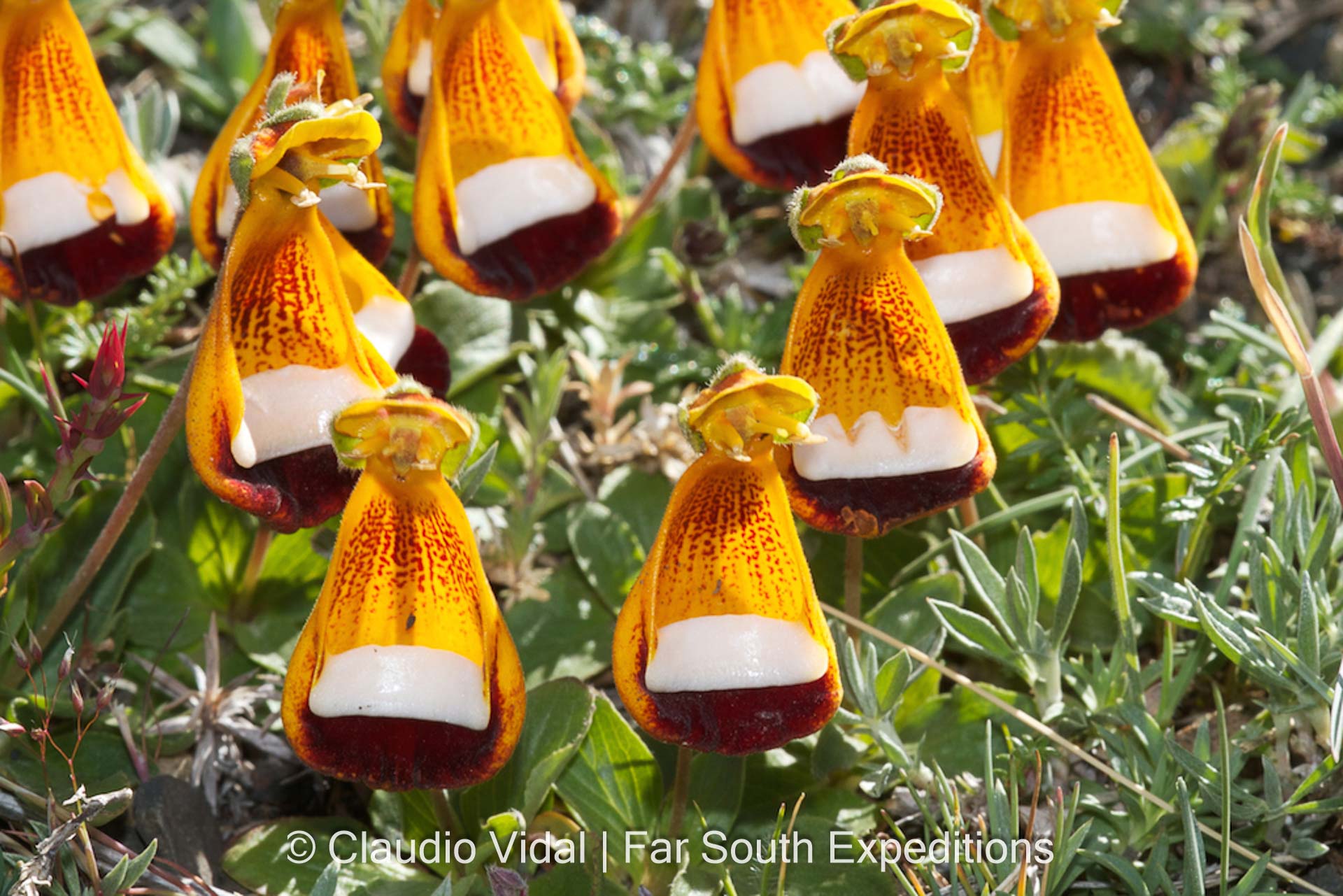 Calceolaria uniflora, Fam. Scrophulariaceae