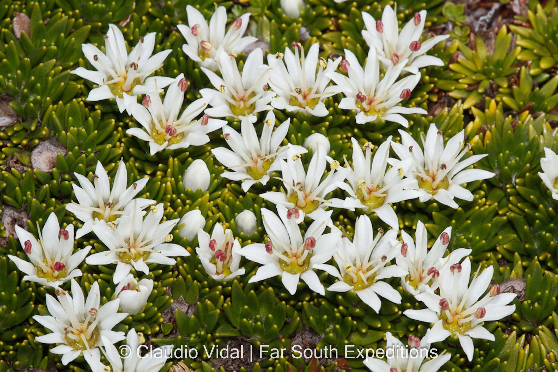 Donatia fascicularis, Fam. Stylidaceae