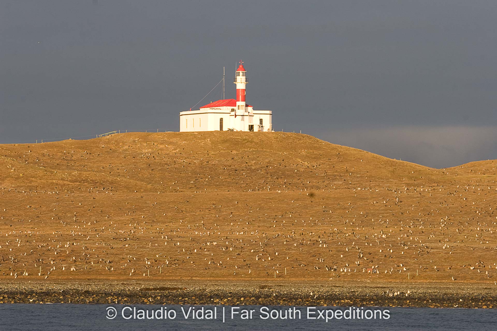 Magdalena Island, Patagonia, Chile