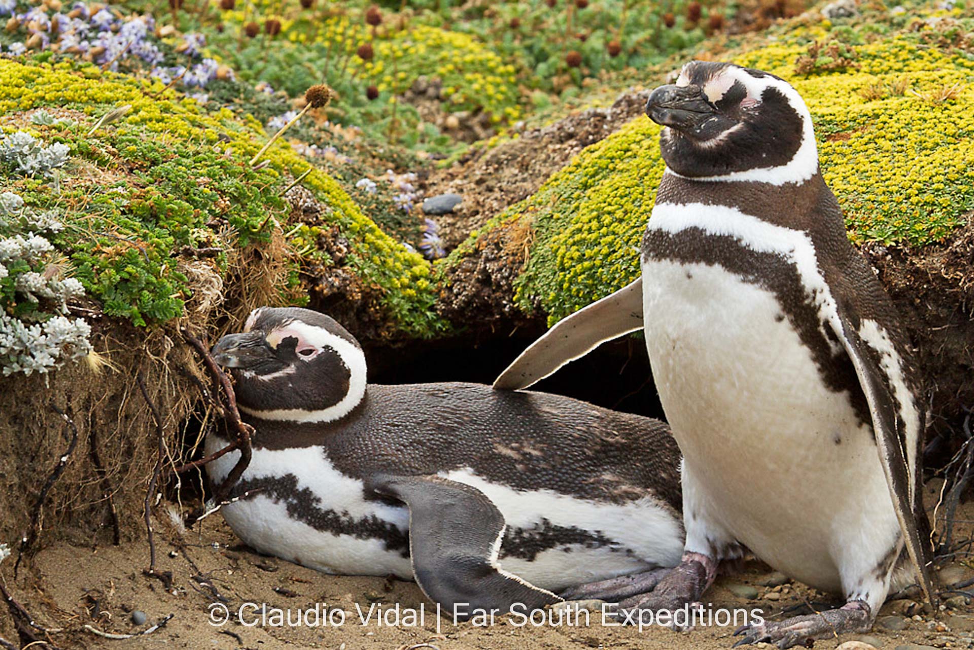 Magellanic Penguin, Spheniscus magellanicus