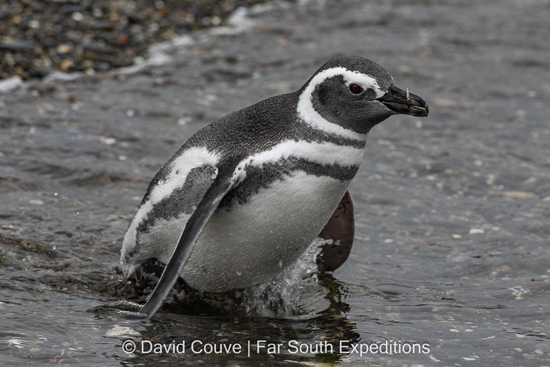 Magellanic Penguin, Spheniscus magellanicus