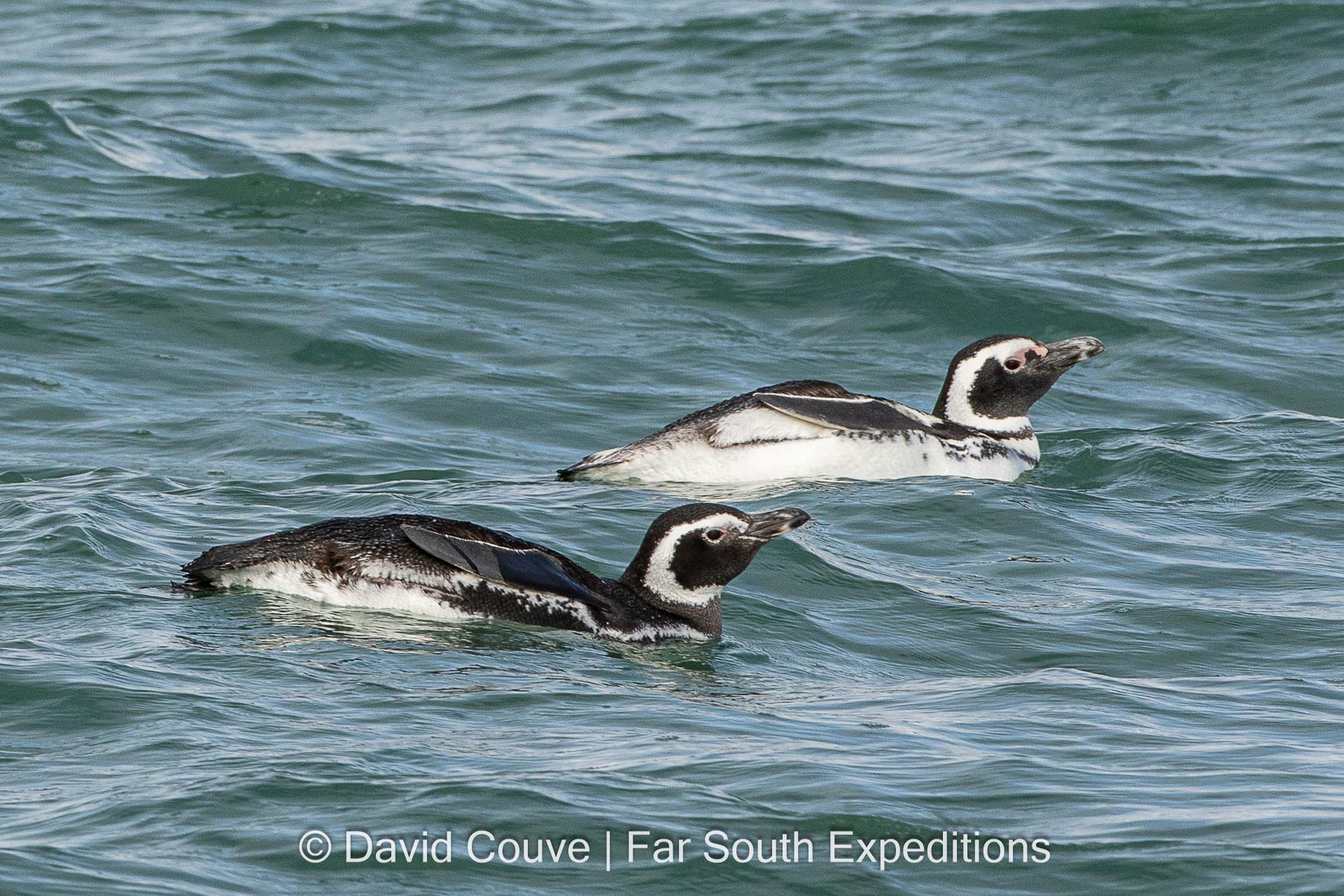 Magellanic Penguin