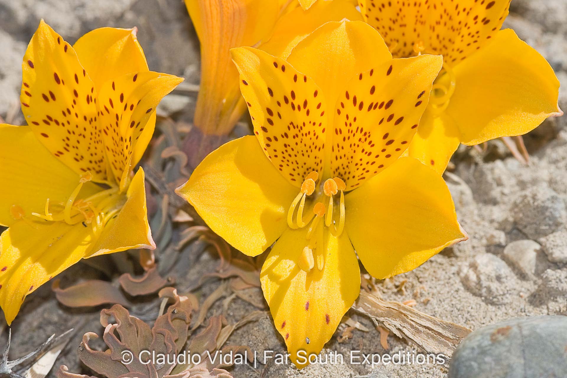 Alstroemeria patagonica, Fam. Alstroemeriaceae