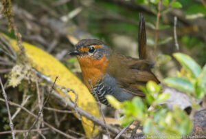Chucao Tapaculo, Best Wildlife