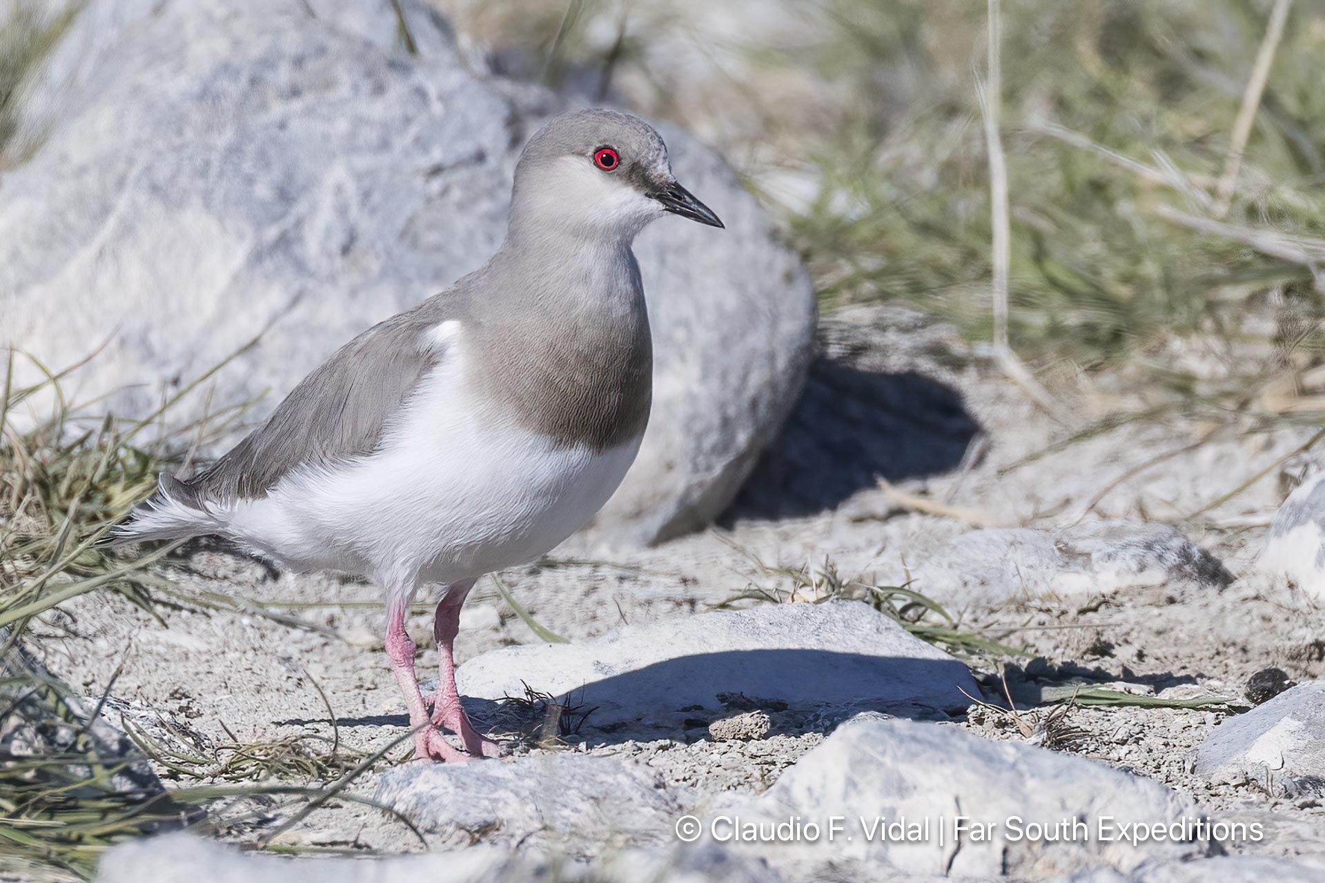 magellanic plover pluvianellus socialis