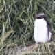 Snare Penguin