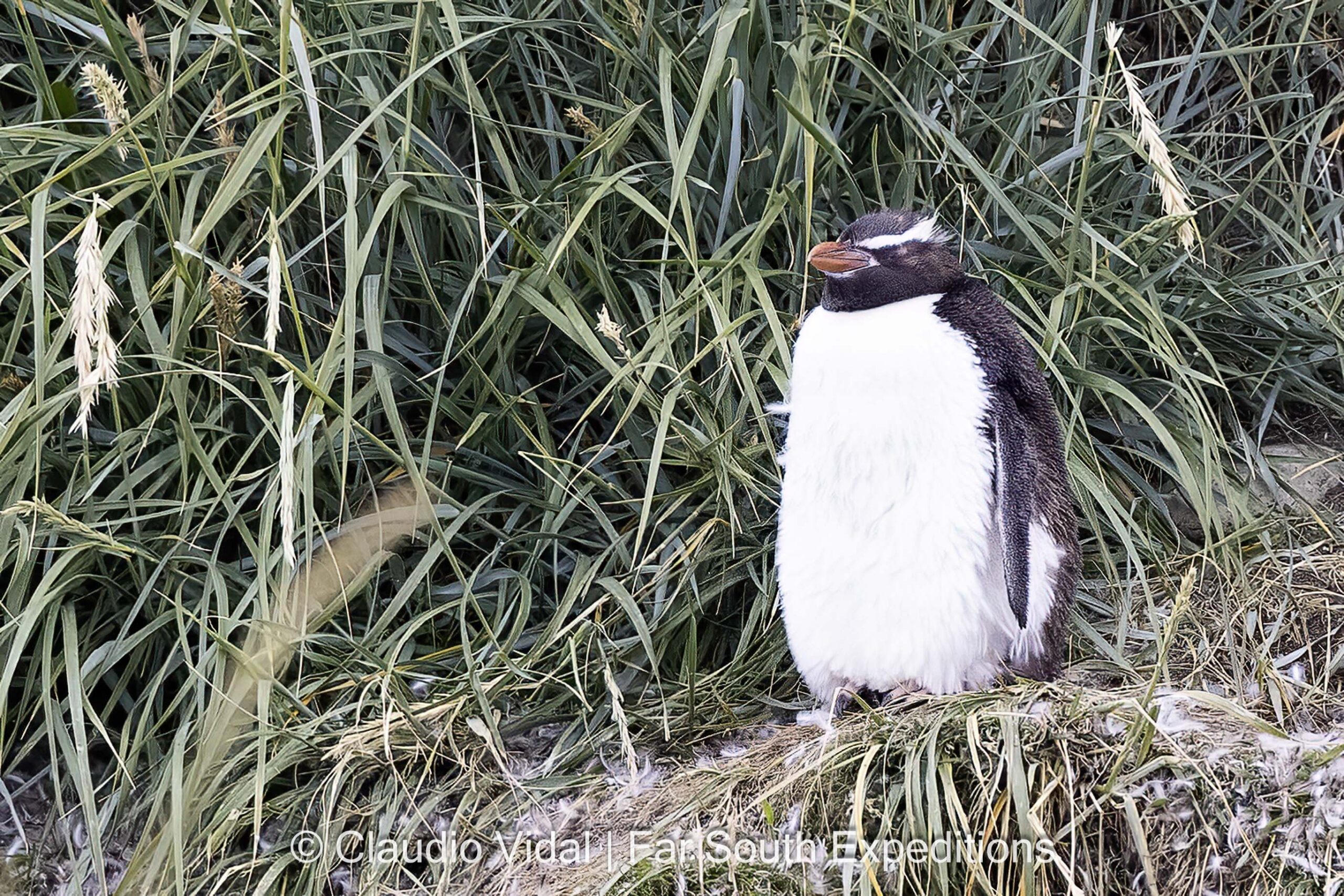 Eudyptes robustus, Tierra del Fuego
