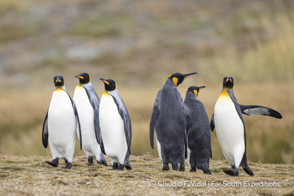 king penguin tierra del fuego