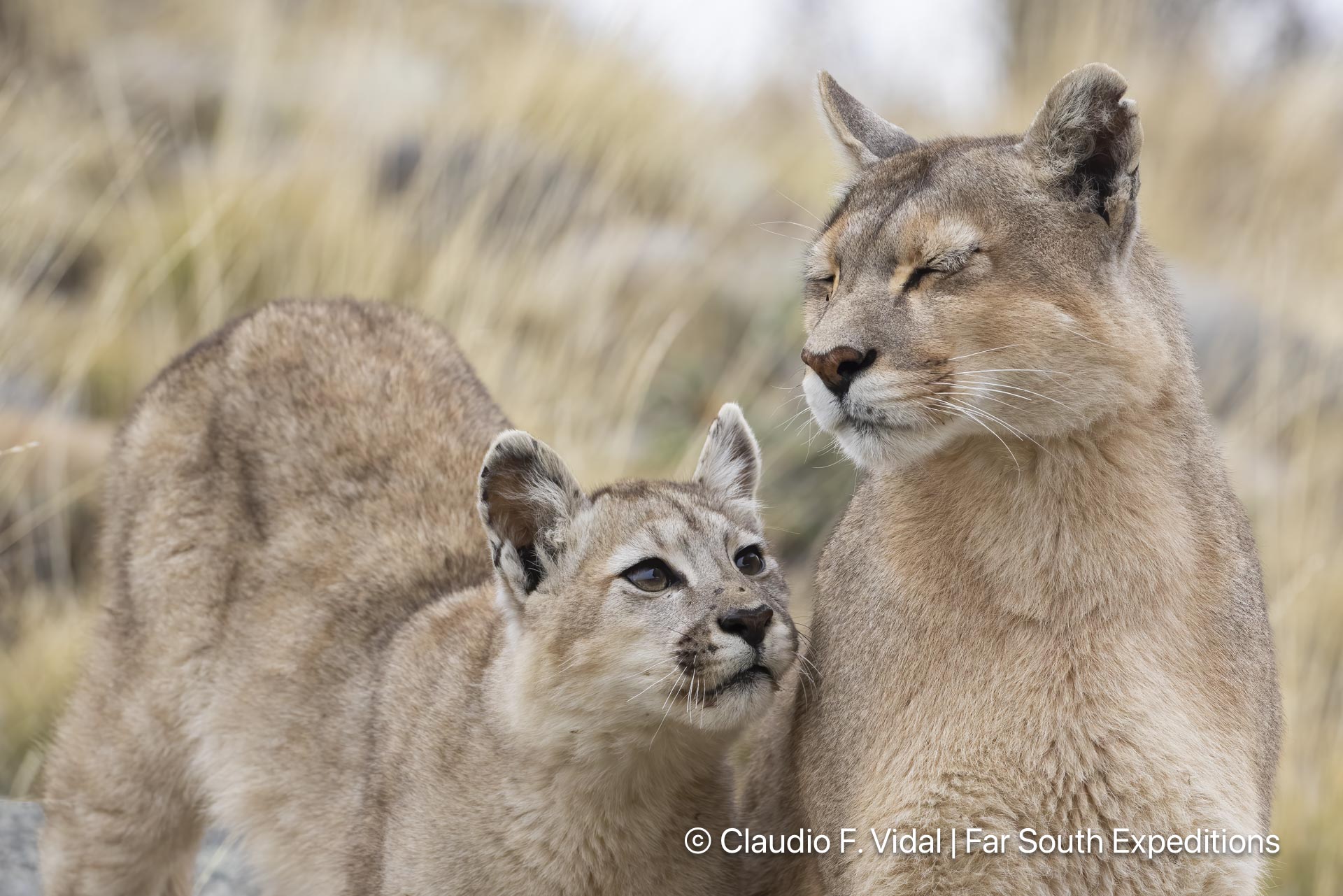 puma photography tours workshops patagonia