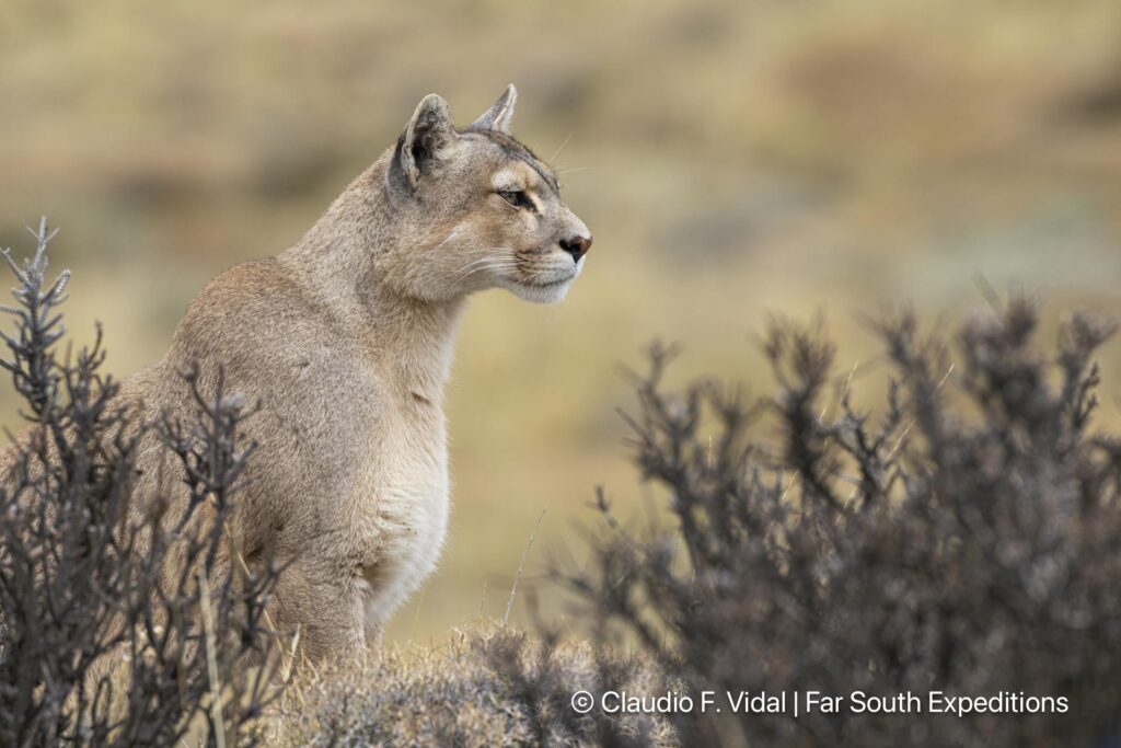 puma photography tours workshops patagonia