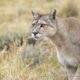 Essential Gear for Puma Photography