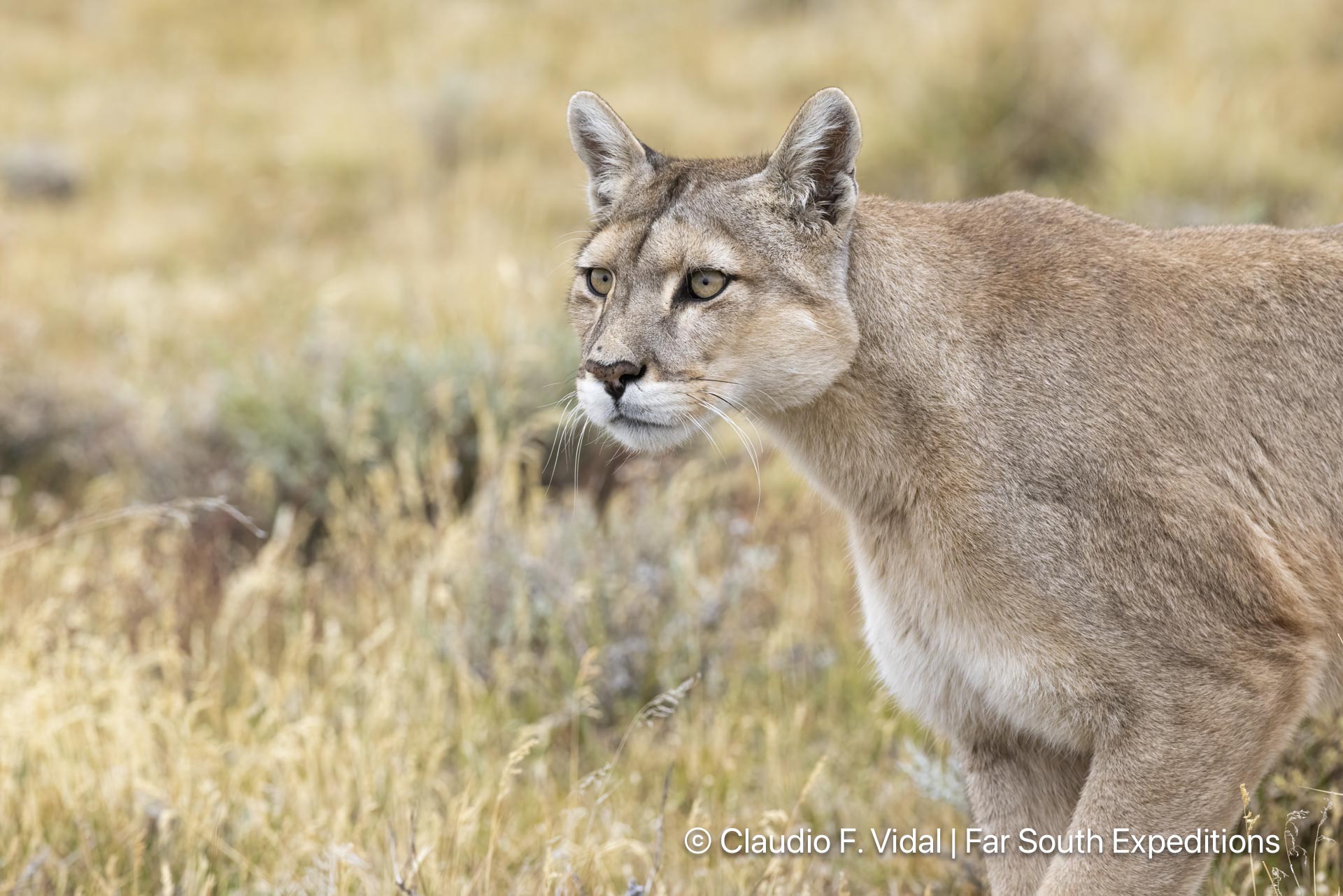 puma photography tours workshops patagonia